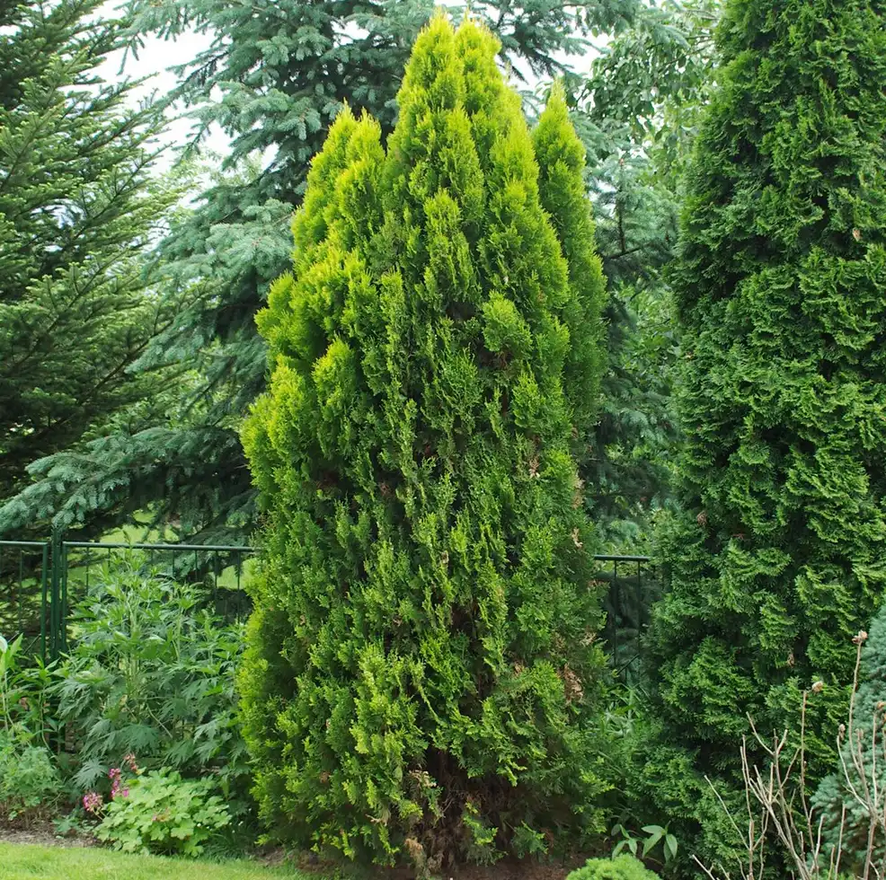 Photo of Thuja occidentalis 'Sunkist' (Thuja occidentalis 'Sunkist's)