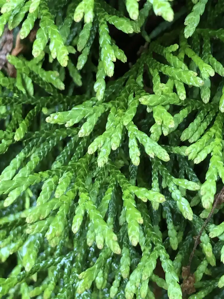 Foto de Thuja occidentalis (Thuja occidentaliss)