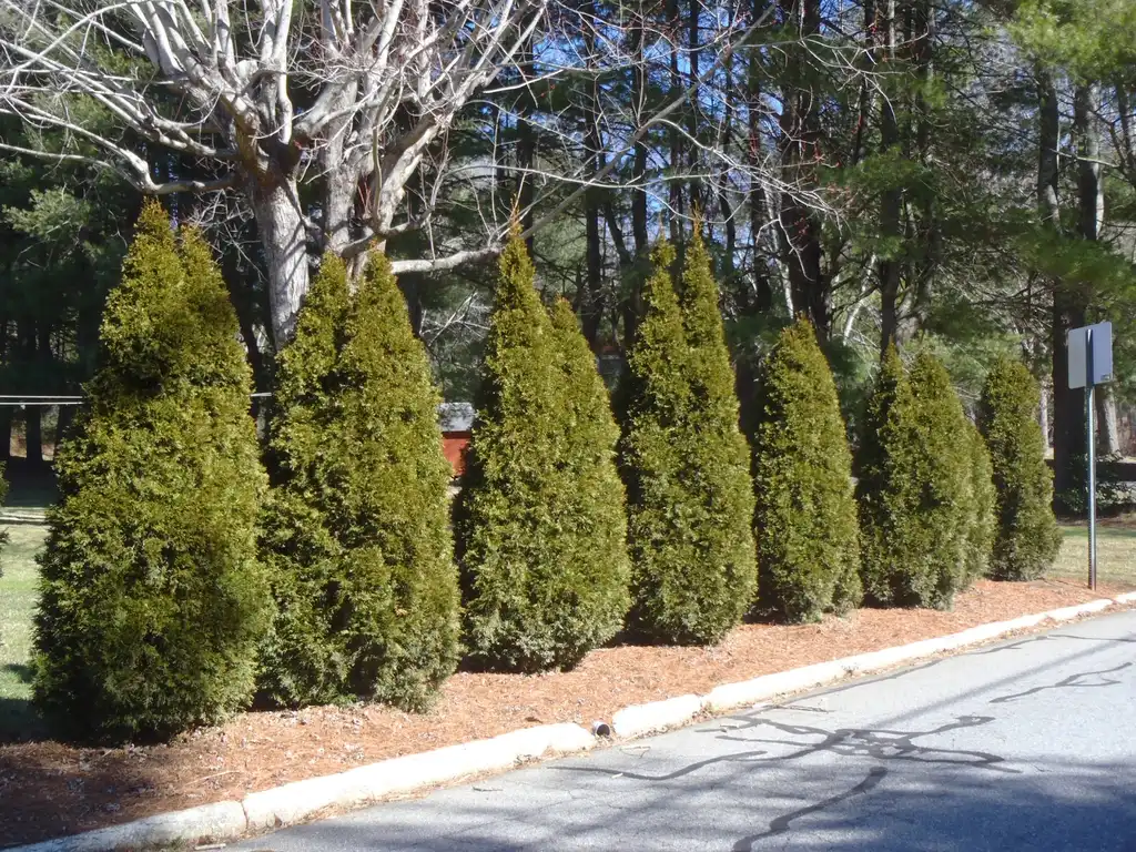 Foto de Thuja occidentalis (Thuja occidentaliss)
