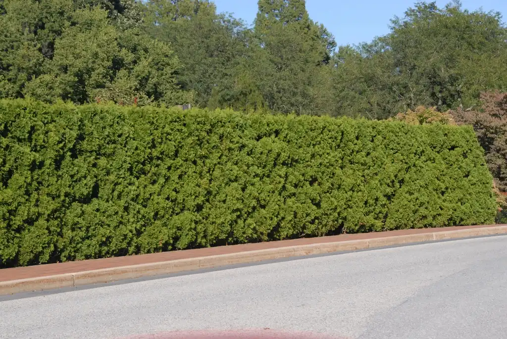 Foto de Thuja occidentalis - 'Techny' Form:Jim Robbins