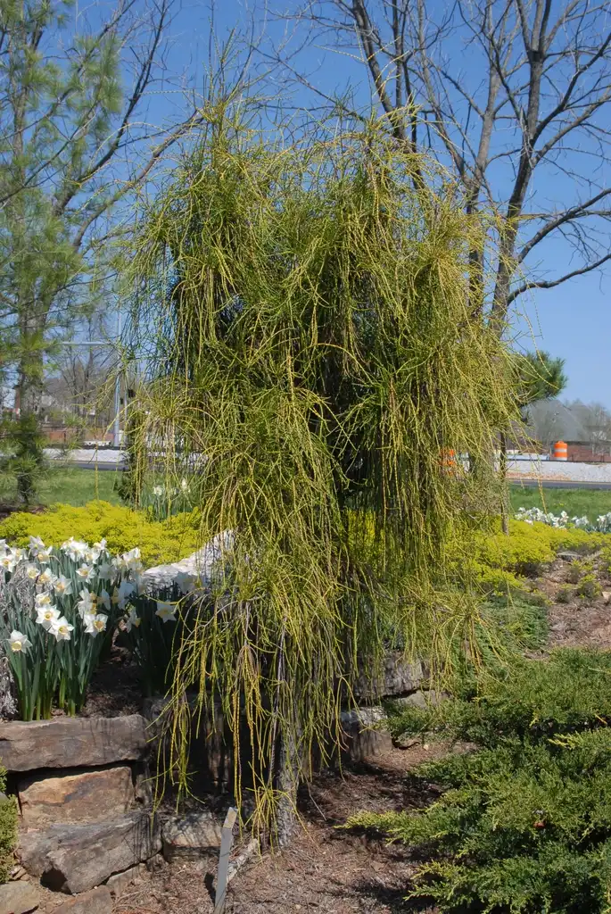 Foto de Thuja occidentalis - 'Filiformis' Full Form:Jim Robbins