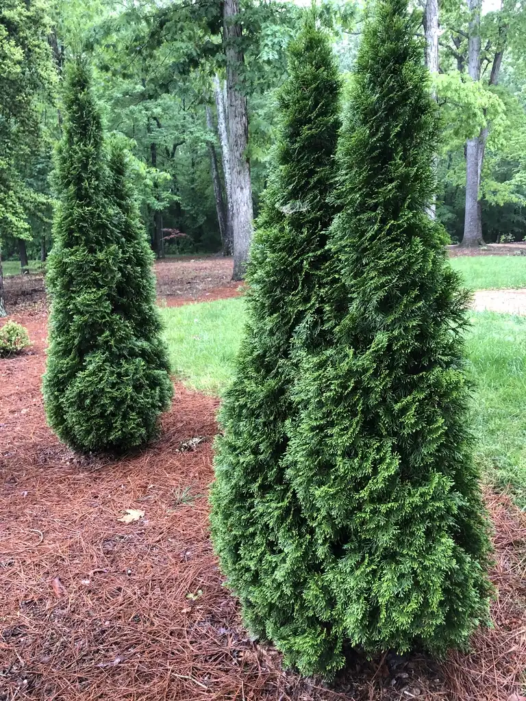 Foto de Thuja occidentalis - 'Emerald Green' Full Form (Warren County,NC):Cathy Dewitt