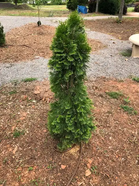 Foto de Thuja occidentalis - 'Emerald Green': Young plant (April). Can be seen at the Michael McCarthy Memorial Garden, Concord, NC:Mark Robinson