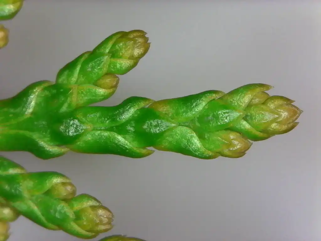 Foto de Thuja occidentalis - Detailed close up:Tom Glasgow
