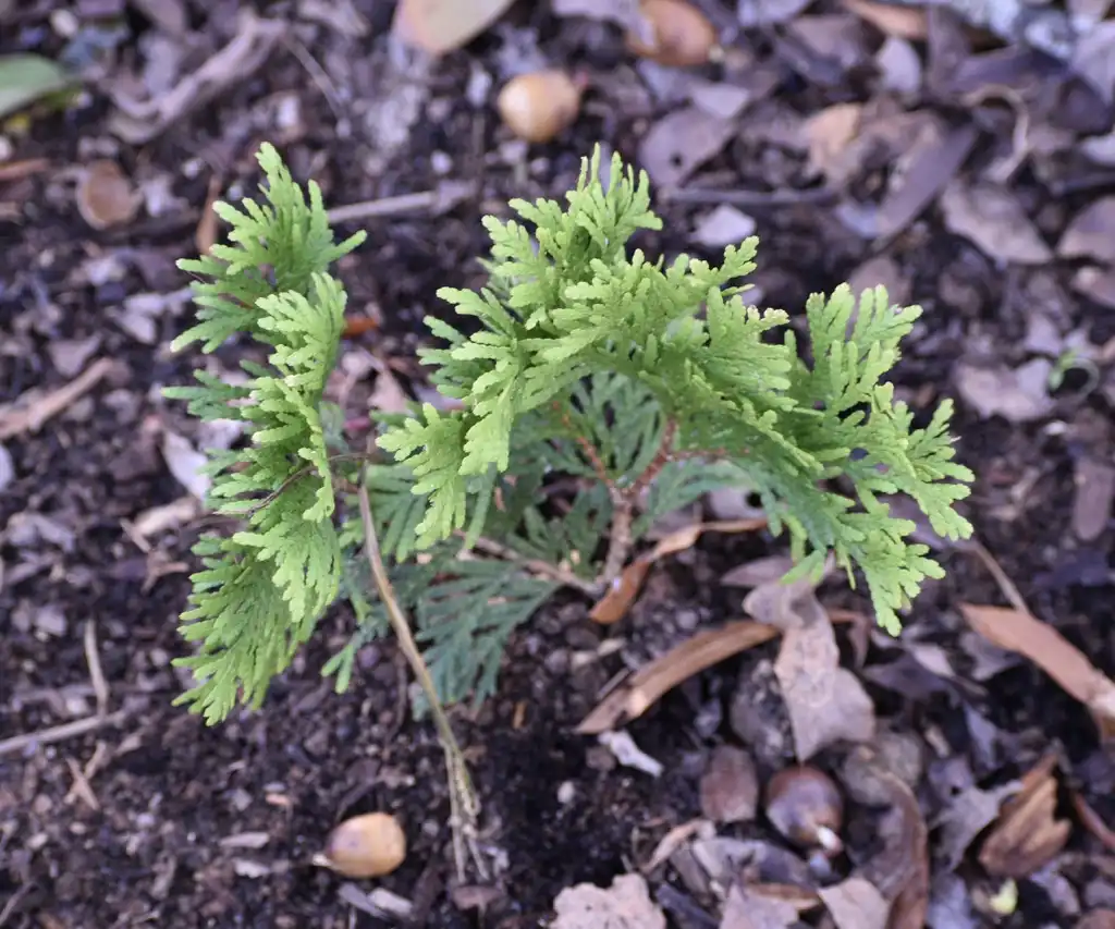 Foto de Thuja occidentalis - 'Europe Gold' Seedling (Warren County,NC):Cathy Dewitt