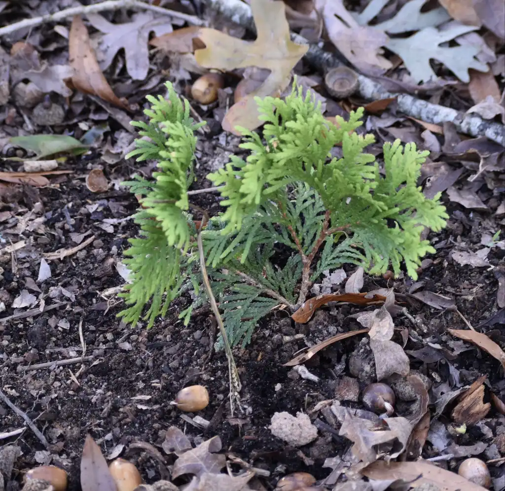 Foto de Thuja occidentalis - 'Europe Gold' Form Close-up (Warren County,NC)-Late Fall:Cathy Dewitt