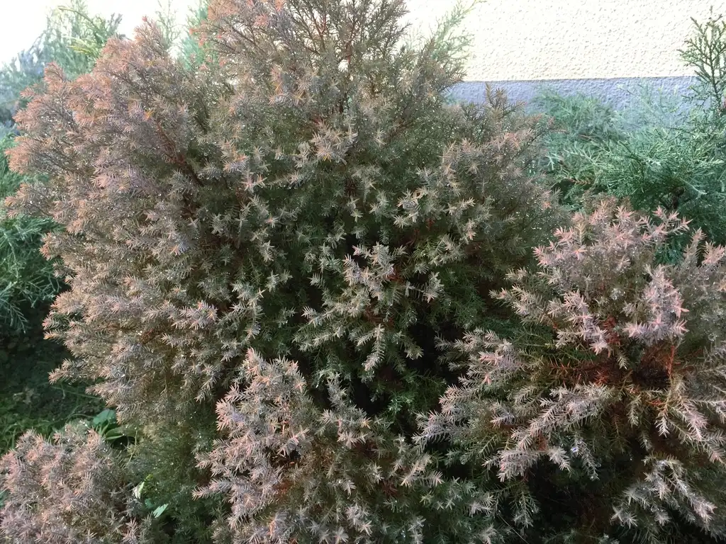Foto de Thuja occidentalis - 'Rheingold' Form:メルビル