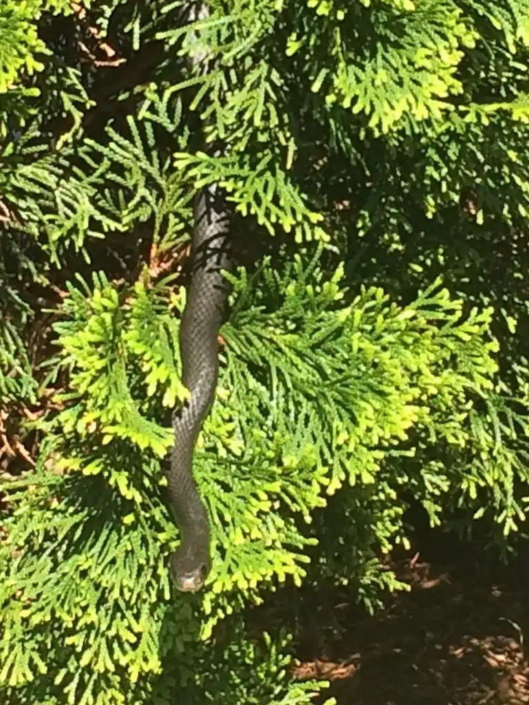 Foto de Thuja occidentalis - 'Emerald' closeup (with Black Racer), spring, Durham County NC:Carol Tierney