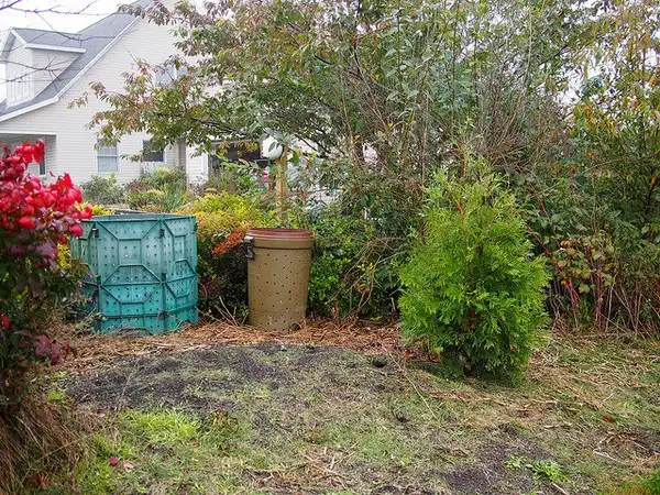 Foto de Thuja occidentalis - Form:F.D. Richards