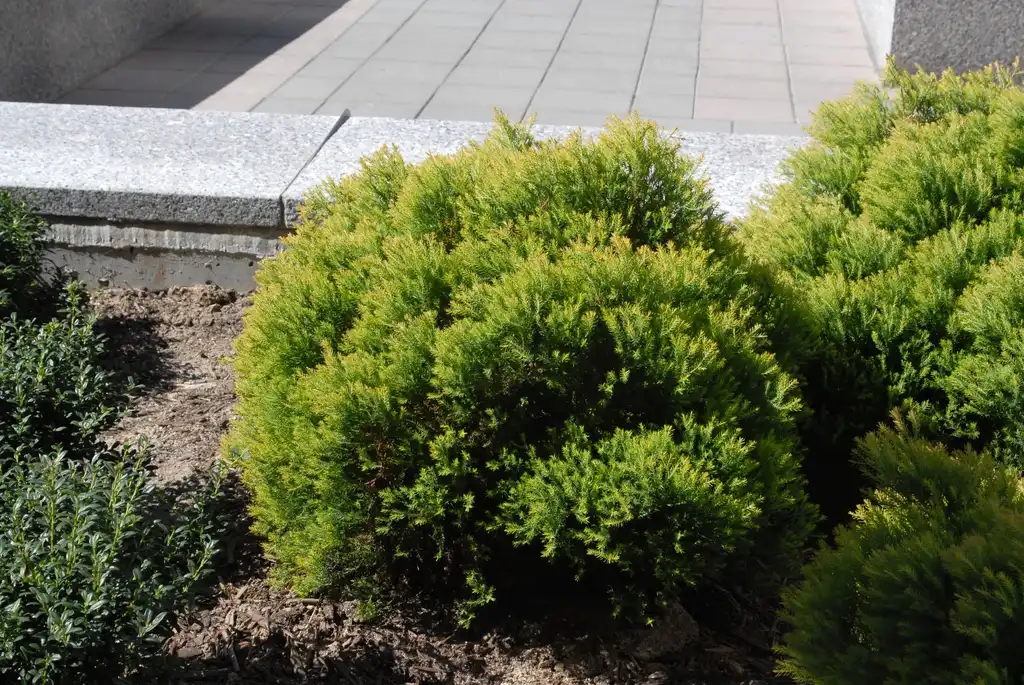 Foto de Thuja occidentalis - 'Linesville' Form:Jim Robbins