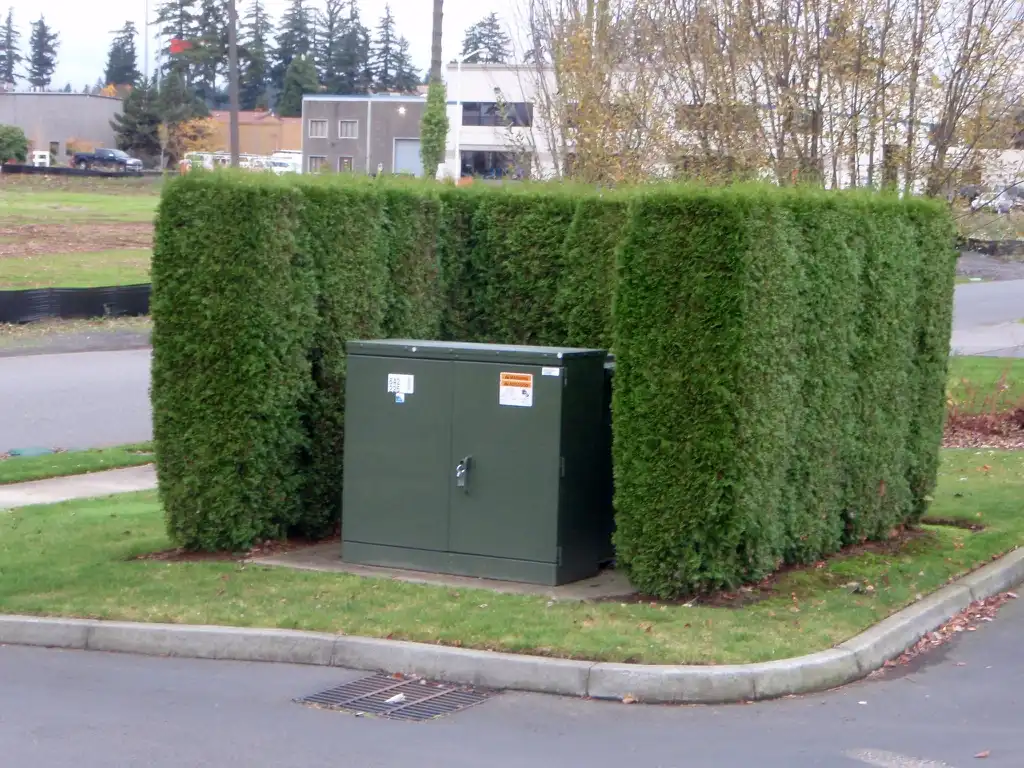 Foto de Thuja occidentalis - Screen:Jim Robbins