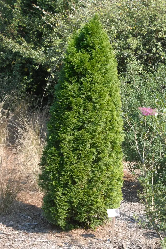 Foto de Thuja occidentalis - 'Smaragd' Form:Jim Robbins