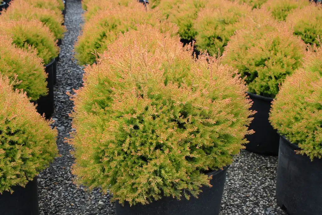 Foto de Thuja occidentalis - 'Fire Chief' Form:Jim Robbins