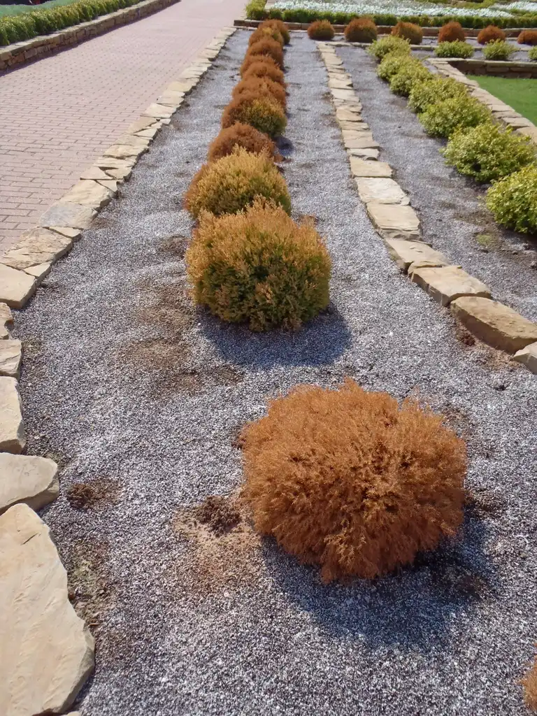 Foto de Thuja occidentalis - 'Golden Ball' Fall Form:Jim Robbins