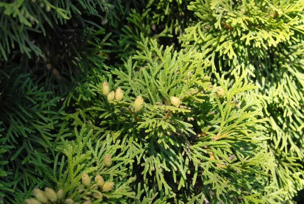 Foto de Thuja occidentalis - Fruit and Leaves:Jim Robbins