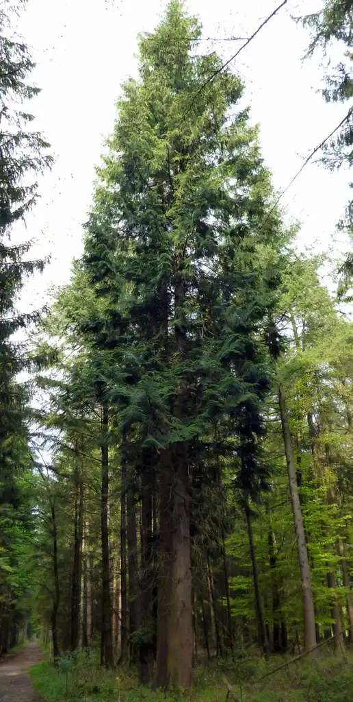 Фото Thuja plicata (Thuja plicatas)