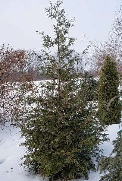 Фото Thuja plicata (Thuja plicatas)