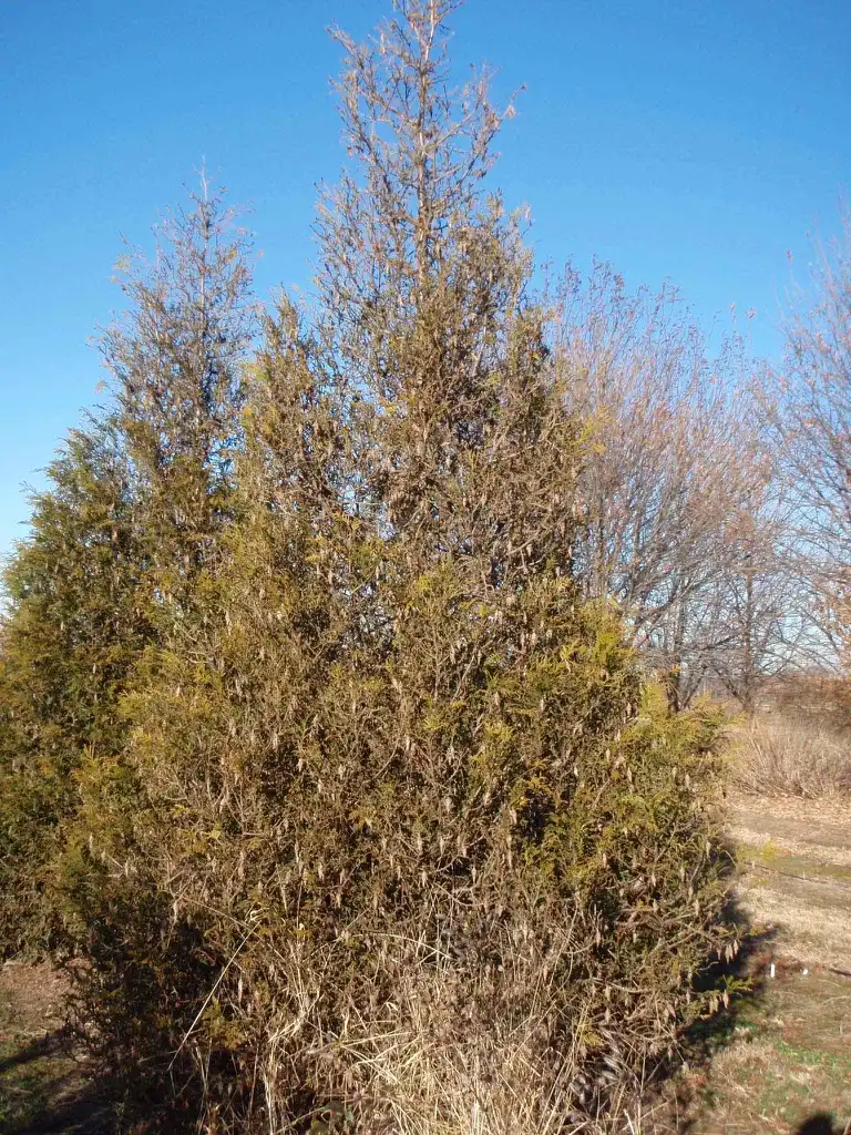 Фото Thuja plicata - 'Manor View' Form:Jim Robbins