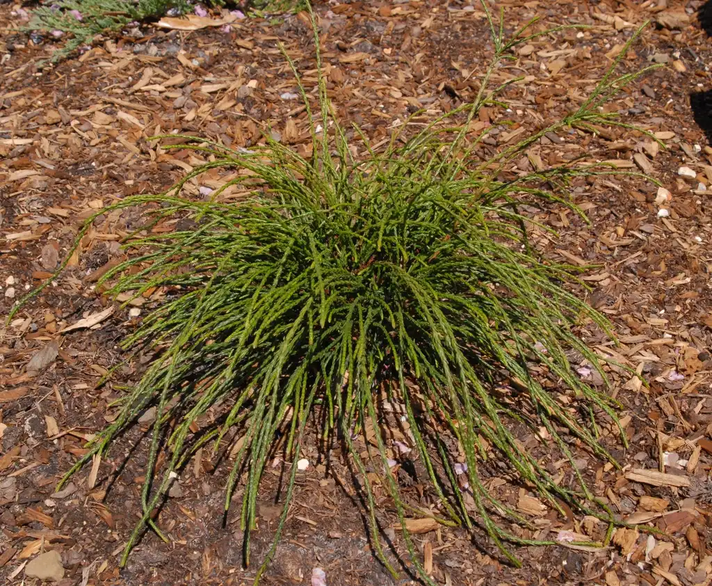 Фото Thuja plicata - 'Whipcord' Young Form:Jim Robbins