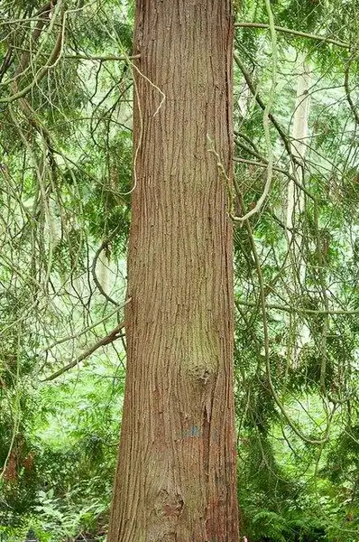 Фото Thuja plicata - Bark:Luke McDuff