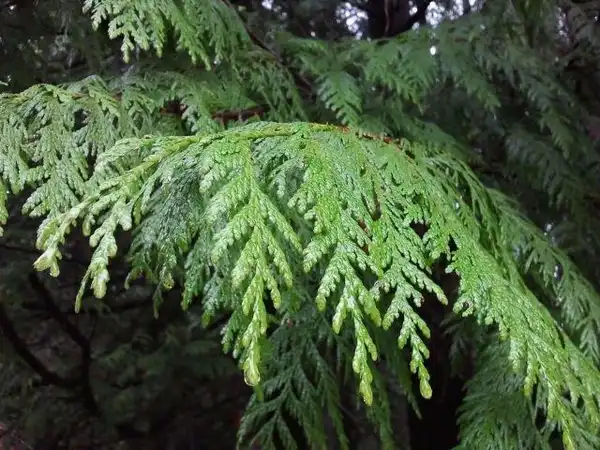 Фото Thuja plicata - Leaves:5u5