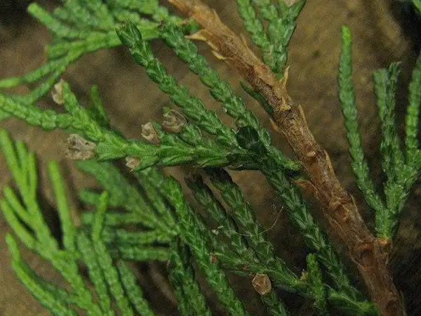 Фото Thuja plicata - Leaf detail:Rassil
