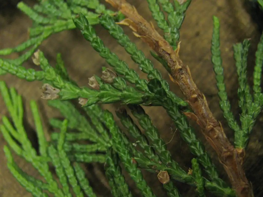 Фото Thuja plicata - Stem:Rassil