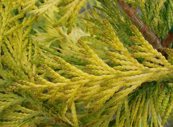 Фото Thuja plicata - Thuja plicata 'Sunshine':Mark Bolin