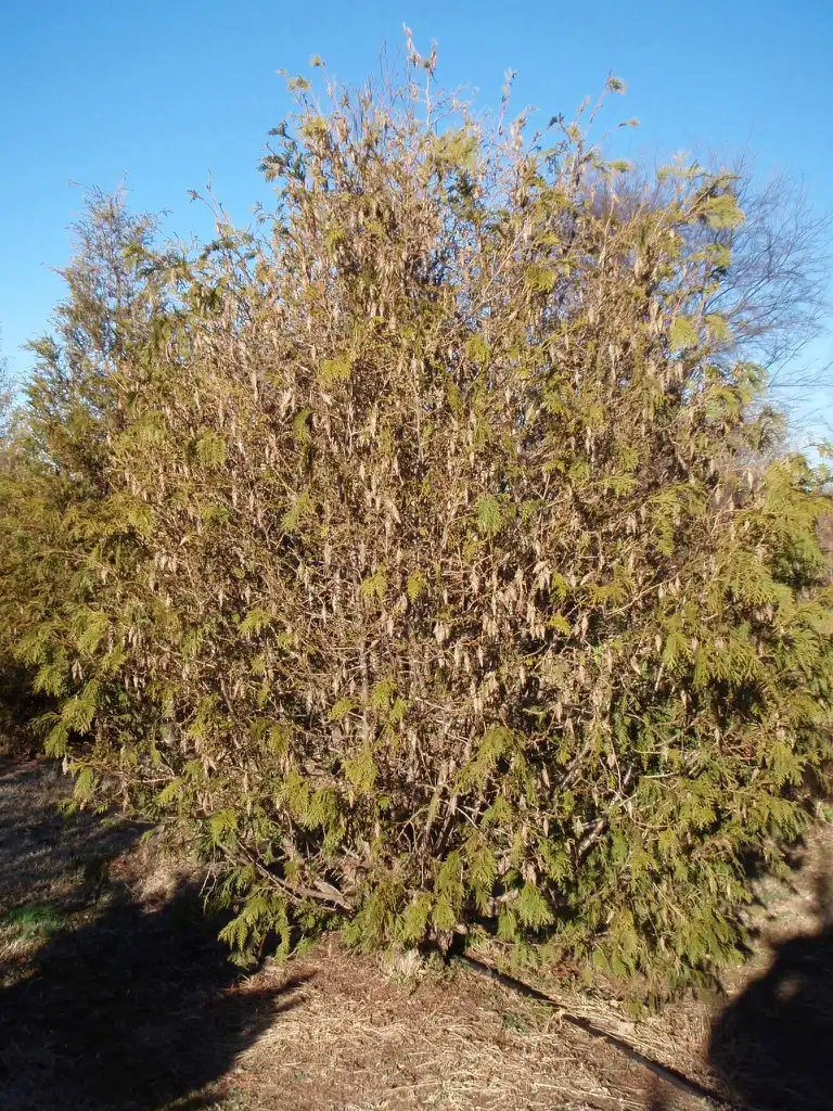 Фото Thuja plicata - 'Bernheim selection' Form:Jim Robbins