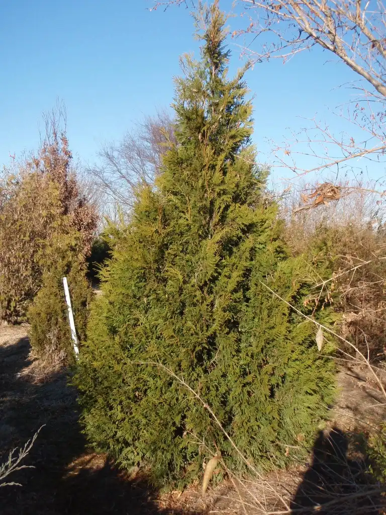 Фото Thuja plicata - 'Clemson' Form:Jim Robbins