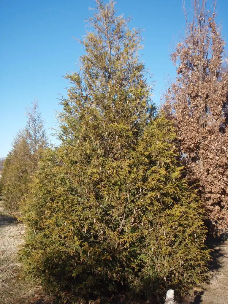 Фото Thuja plicata - 'Euchlora' Form:Jim Robbins