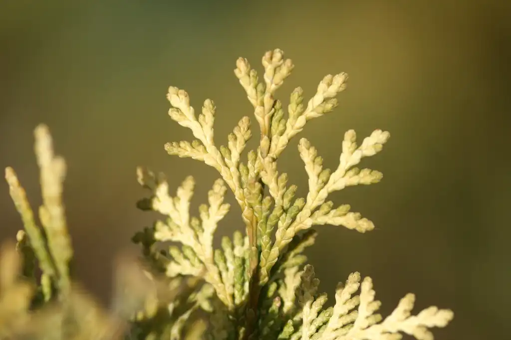 Photo of Thuja (Thujas)