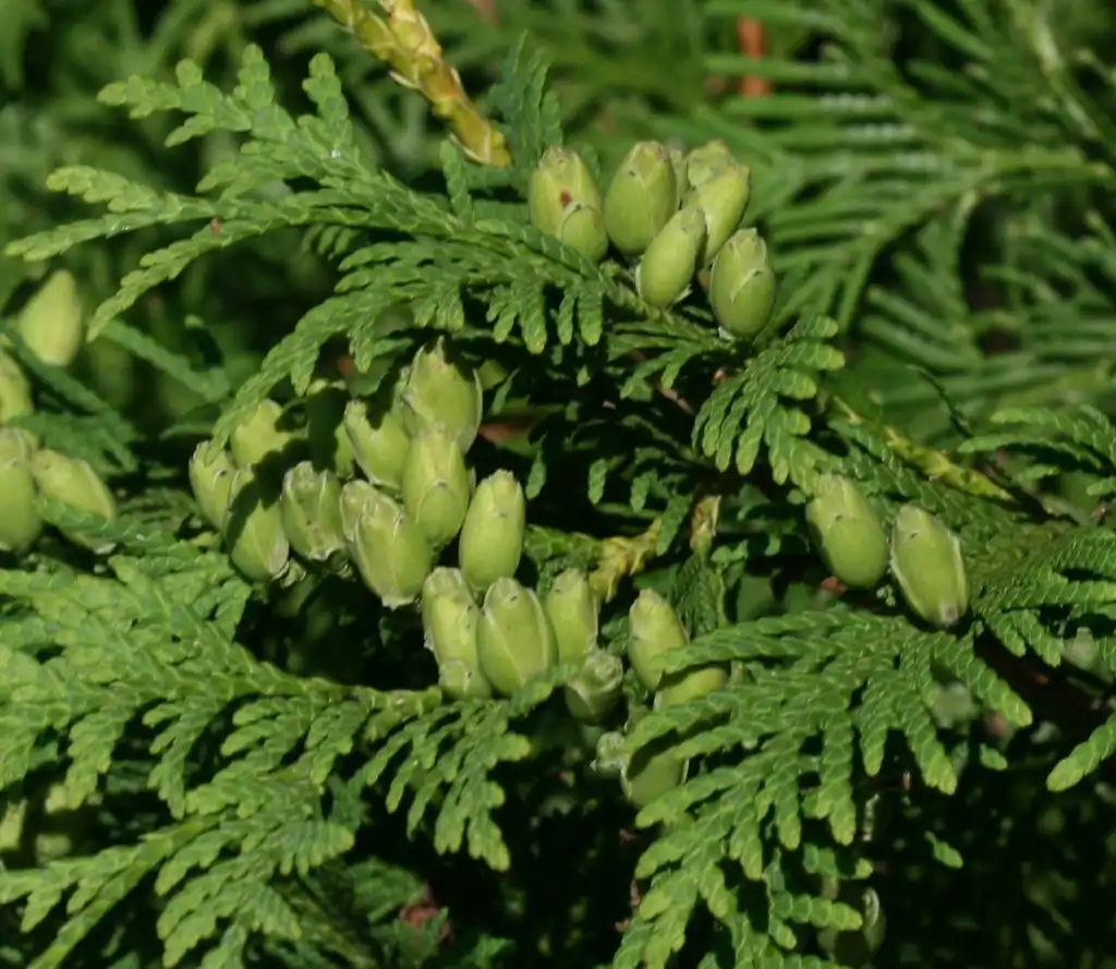 Photo of Thuja (Thujas)