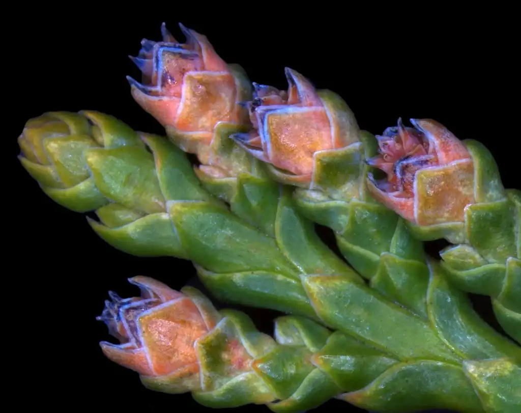 Photo of Thuja - T. occidentalis pollen cones:Plant Image Library