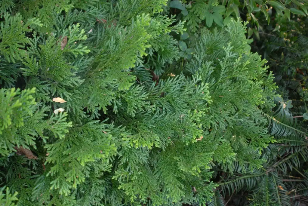 Фото Thujopsis dolabrata (Thujopsis dolabratas)