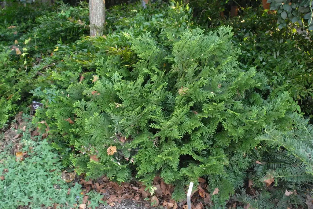 Фото Thujopsis dolabrata (Thujopsis dolabratas)