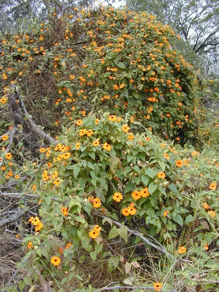 Фото Thunbergia alata (Thunbergia alatas)