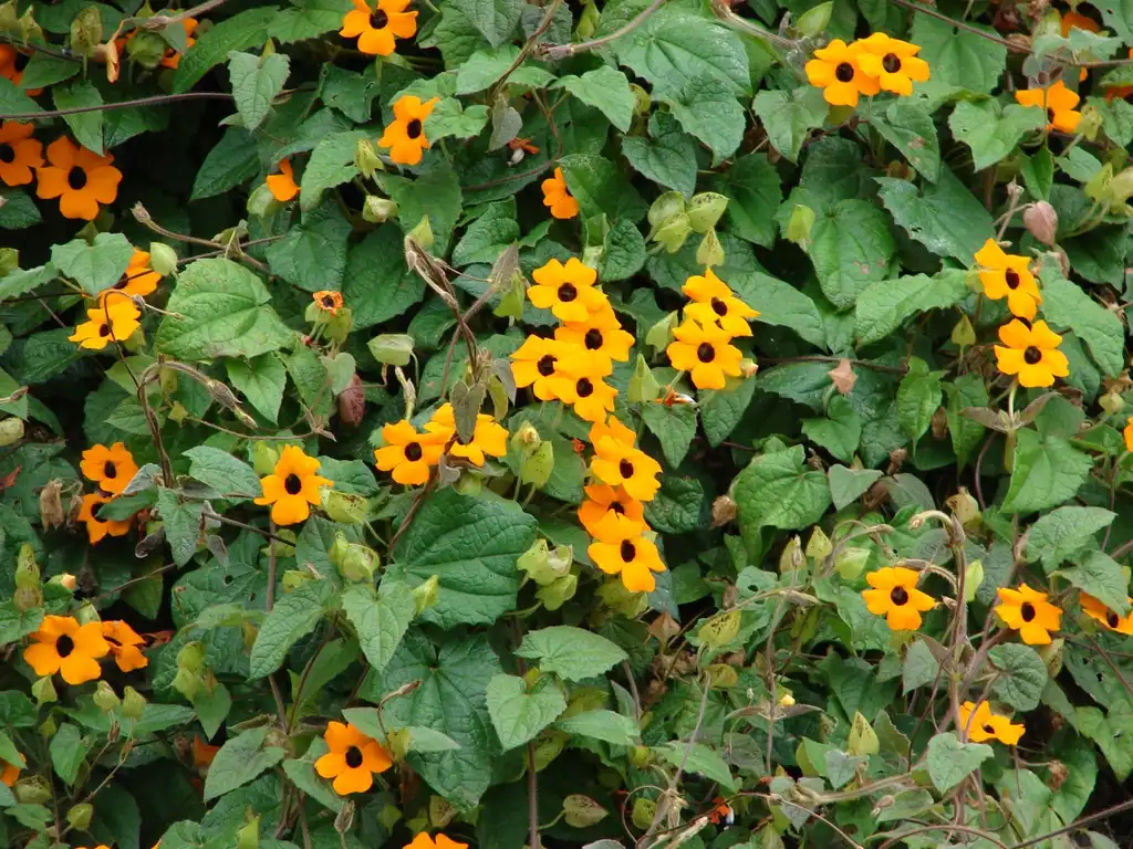 Фото Thunbergia alata - Form spread:Kim Starr