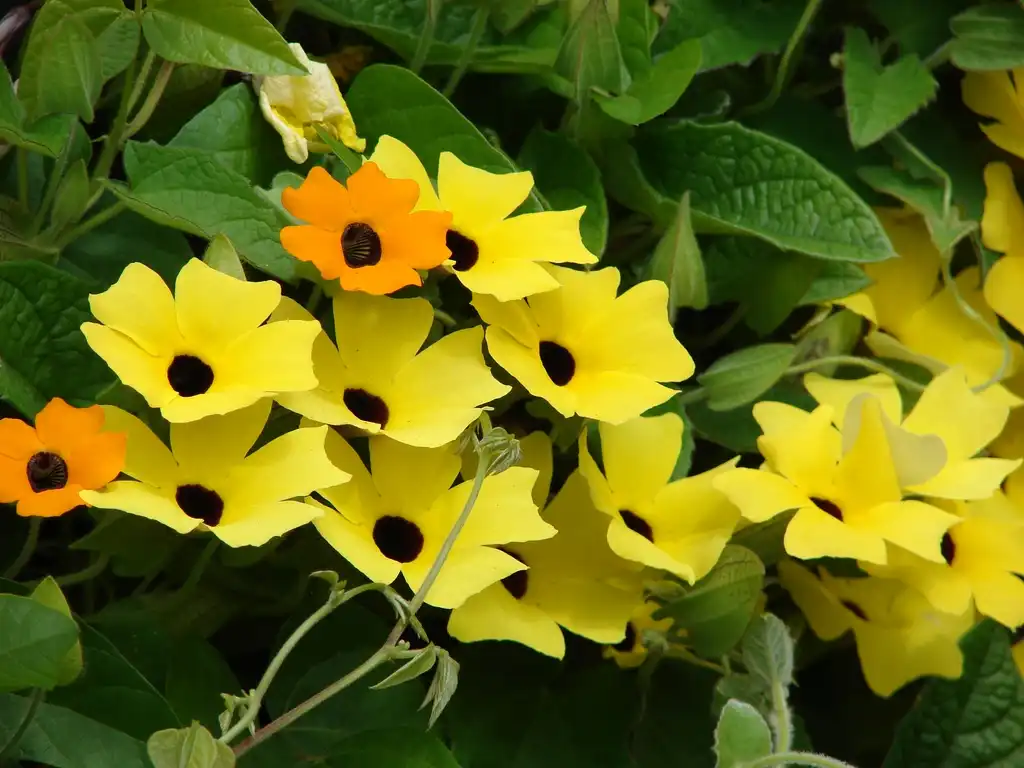 Фото Thunbergia alata - Flower colors:Kim Starr