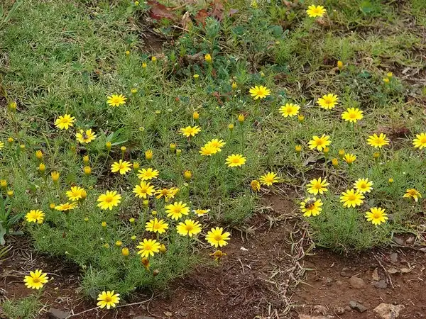 Foto de Thymophylla tenuiloba (Thymophylla tenuilobas)