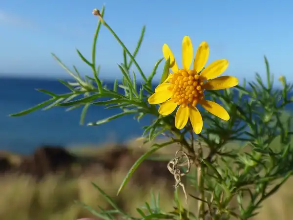Foto de Thymophylla tenuiloba (Thymophylla tenuilobas)