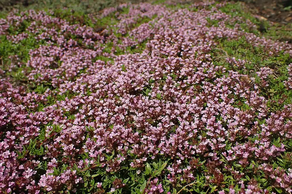 Photo of Thymus herba-barona (Thymus herba-baronas)