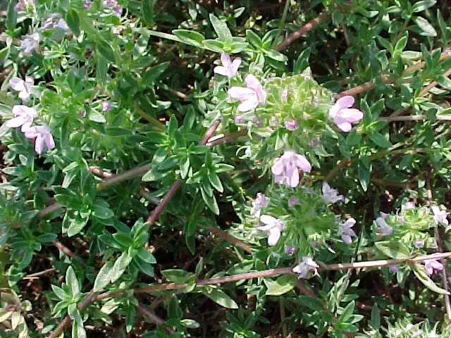 Photo of Thymus herba-barona (Thymus herba-baronas)