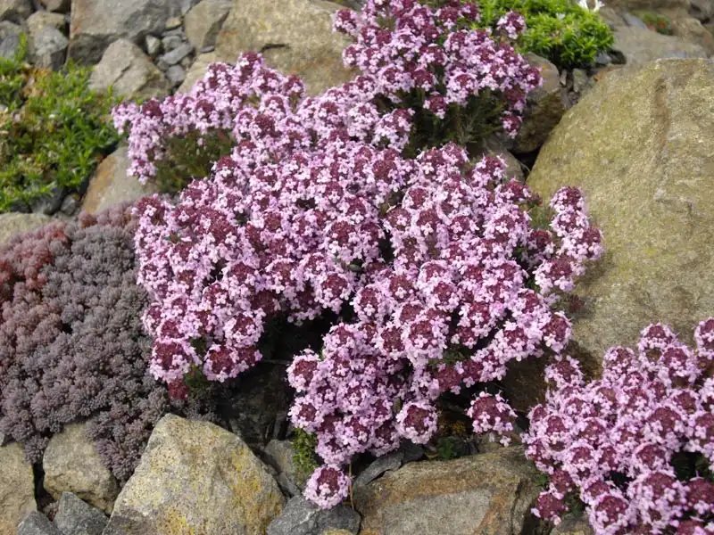 Фото Thymus leucotrichus (Thymus leucotrichuss)