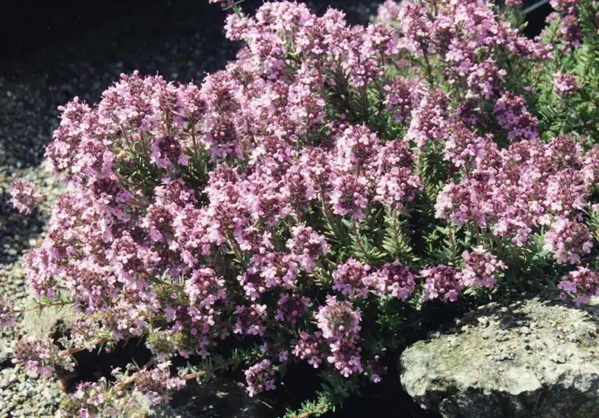 Фото Thymus leucotrichus (Thymus leucotrichuss)