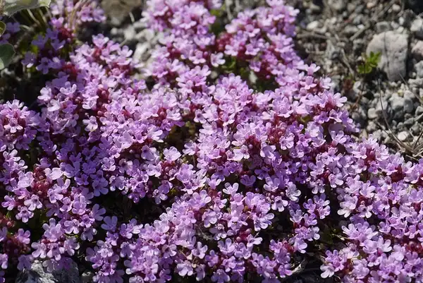 Photo of Thymus praecox (Thymus praecoxs)