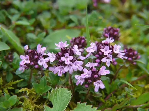 Photo of Thymus praecox (Thymus praecoxs)