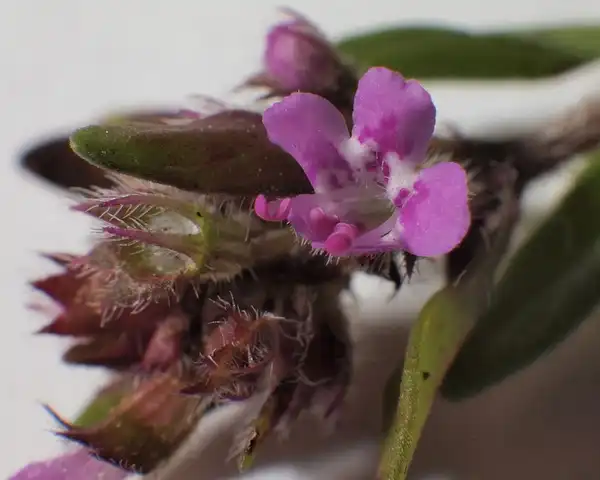 Photo of Thymus praecox - Thymus praecox:Hermann Falkner