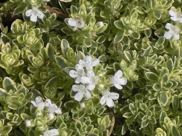 Photo of Thymus praecox - Thymus praecox:Andrey Zharkikh