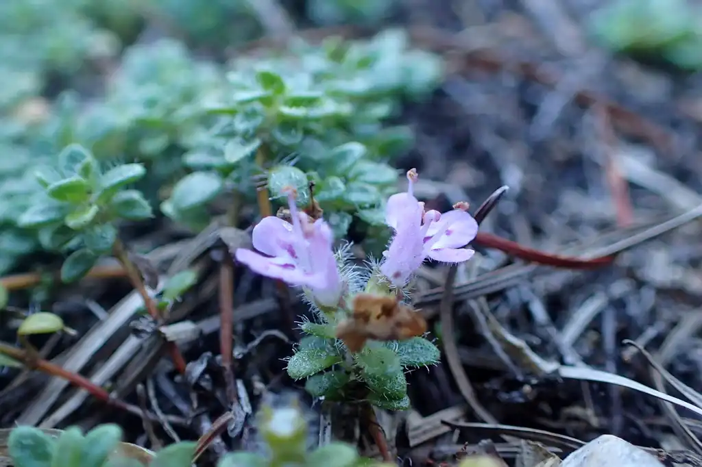 Photo of Thymus praecox - Flower close-up:Krzysztof Ziarnek, Kenraiz